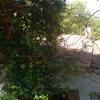 Tala de árboles en la floresta, sant cugat