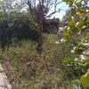 Desbrozar Jardín