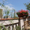 Realizar puesta a punto jardín