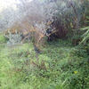Desbrozar Jardín