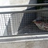 Construir Escalera Metálica