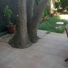 Cortar palmera