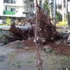 Retirada de pinos caídos