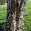 Talar arbol y retirar residuos
