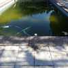 Limpieza puntual de piscina