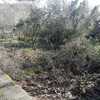 Desbrozar Jardín