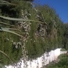 Cortar 25m de seto