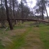 Poda arboles