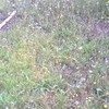 Desbrozar Jardín