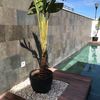 Limpieza puntual de piscina