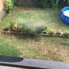 Mantener Jardín