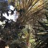 Hacer puesta a punto de jardín