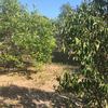 Hacer puesta a punto de jardín