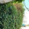 Desbrozar Jardín