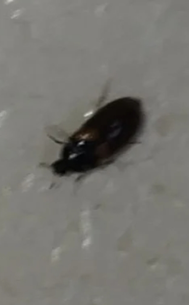 ¿Qué son estos bichos?